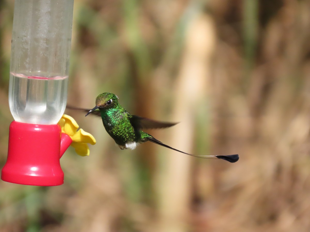 White-booted Racket-tail - ML645757193