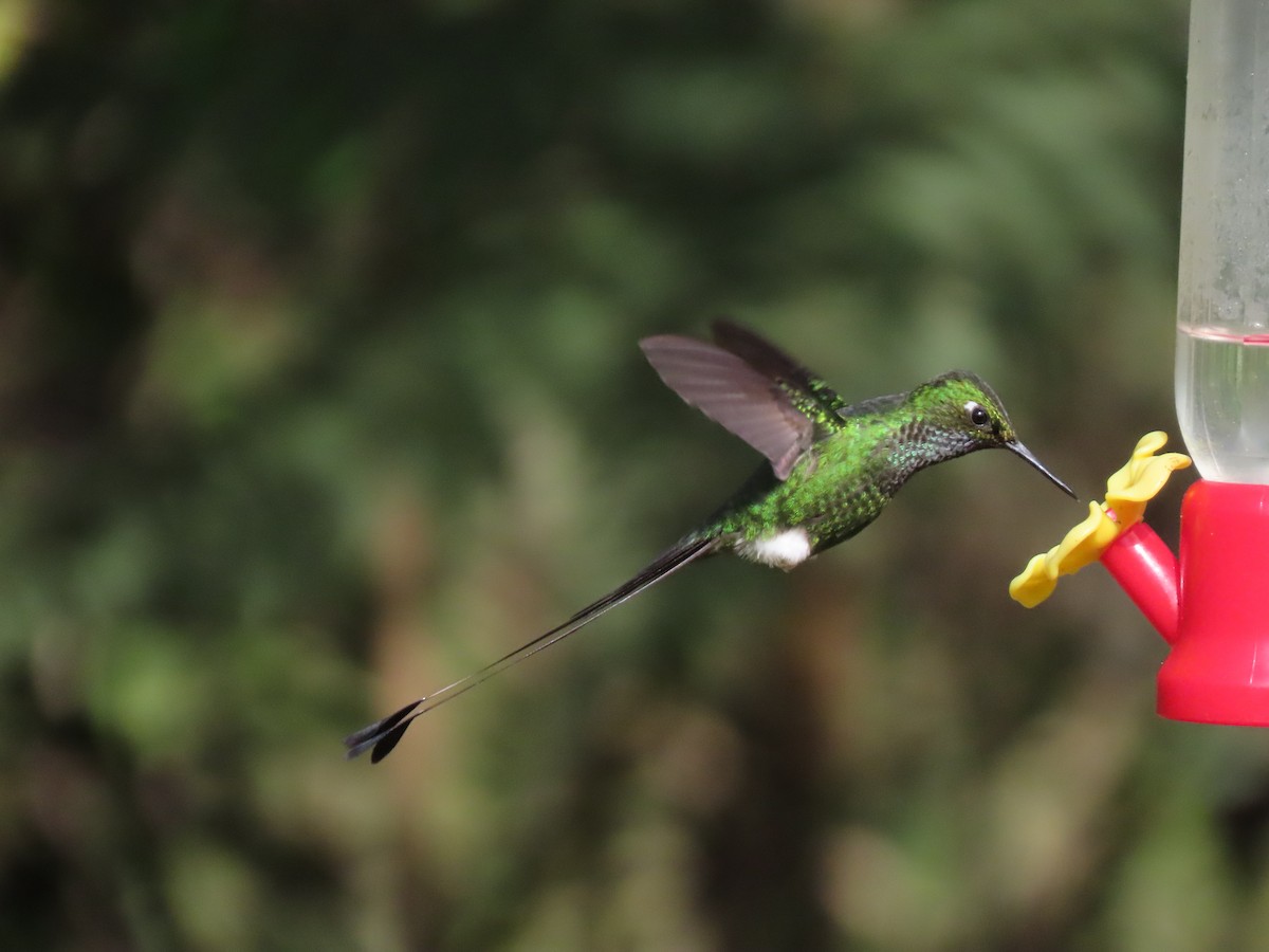 White-booted Racket-tail - ML645757194