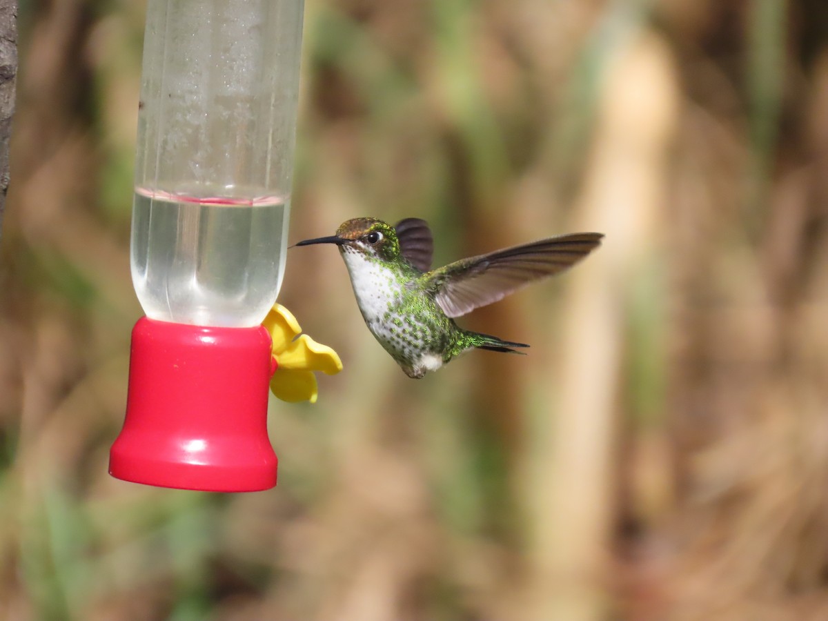 White-booted Racket-tail - ML645757195