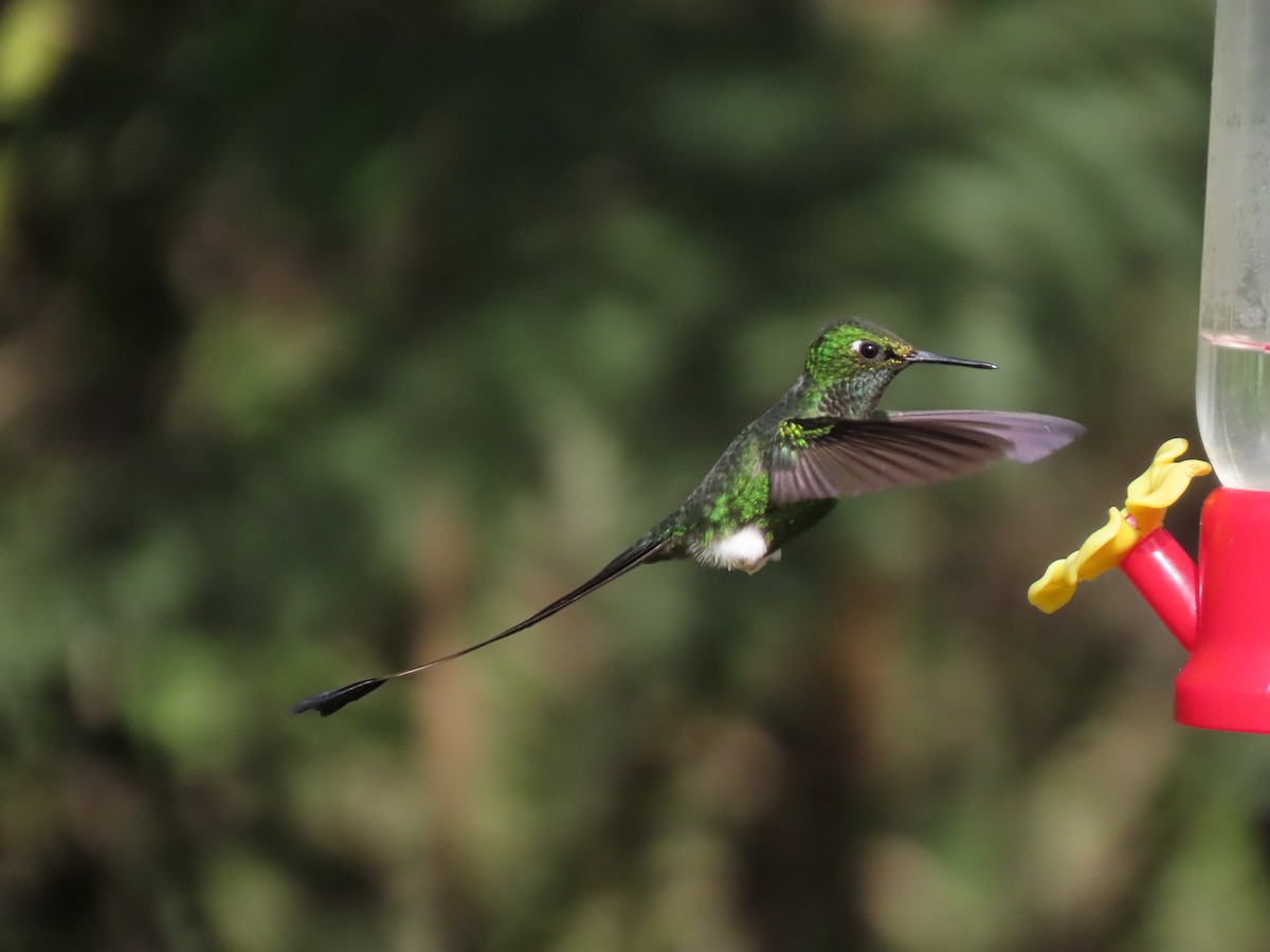 White-booted Racket-tail - ML645757196