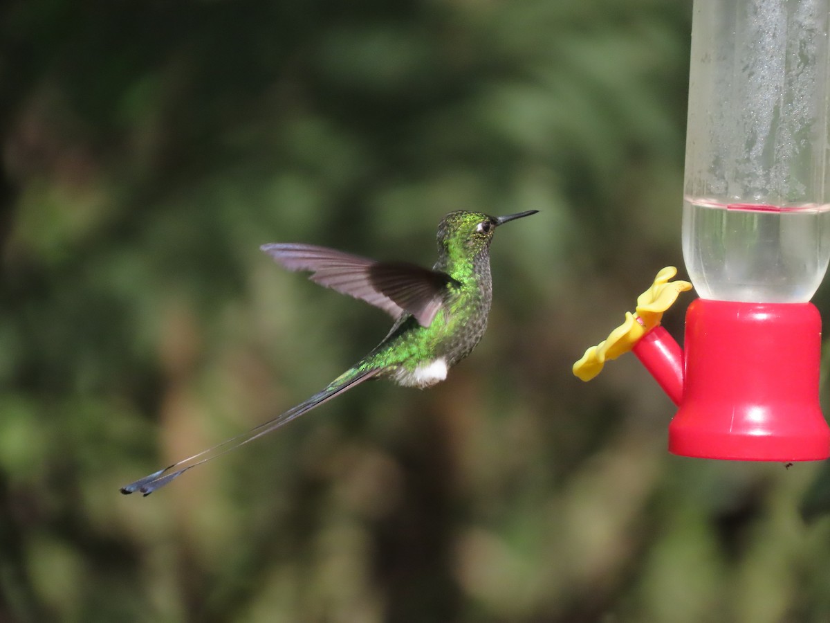 White-booted Racket-tail - ML645757197