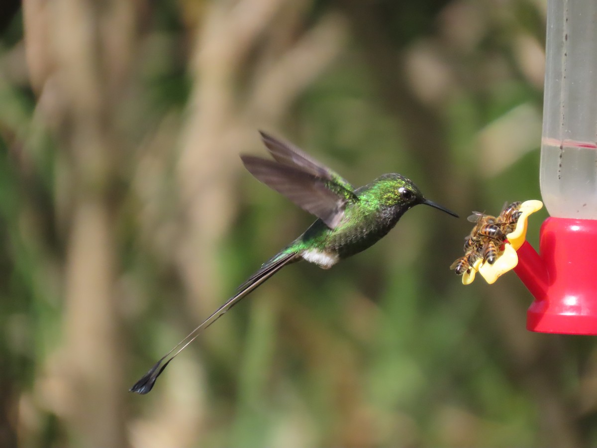 White-booted Racket-tail - ML645757198