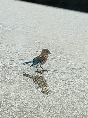 Eastern Bluebird - ML645757203