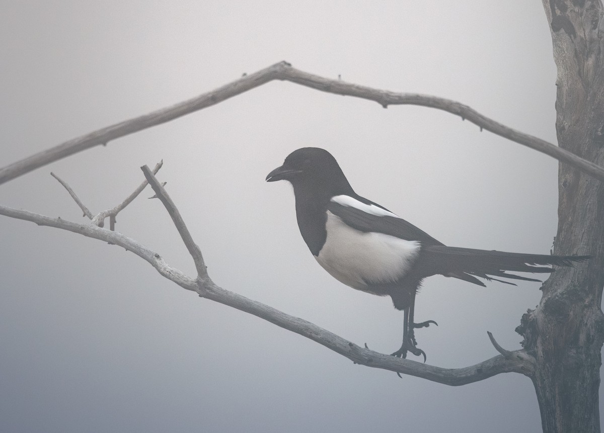 Black-billed Magpie - ML645757206