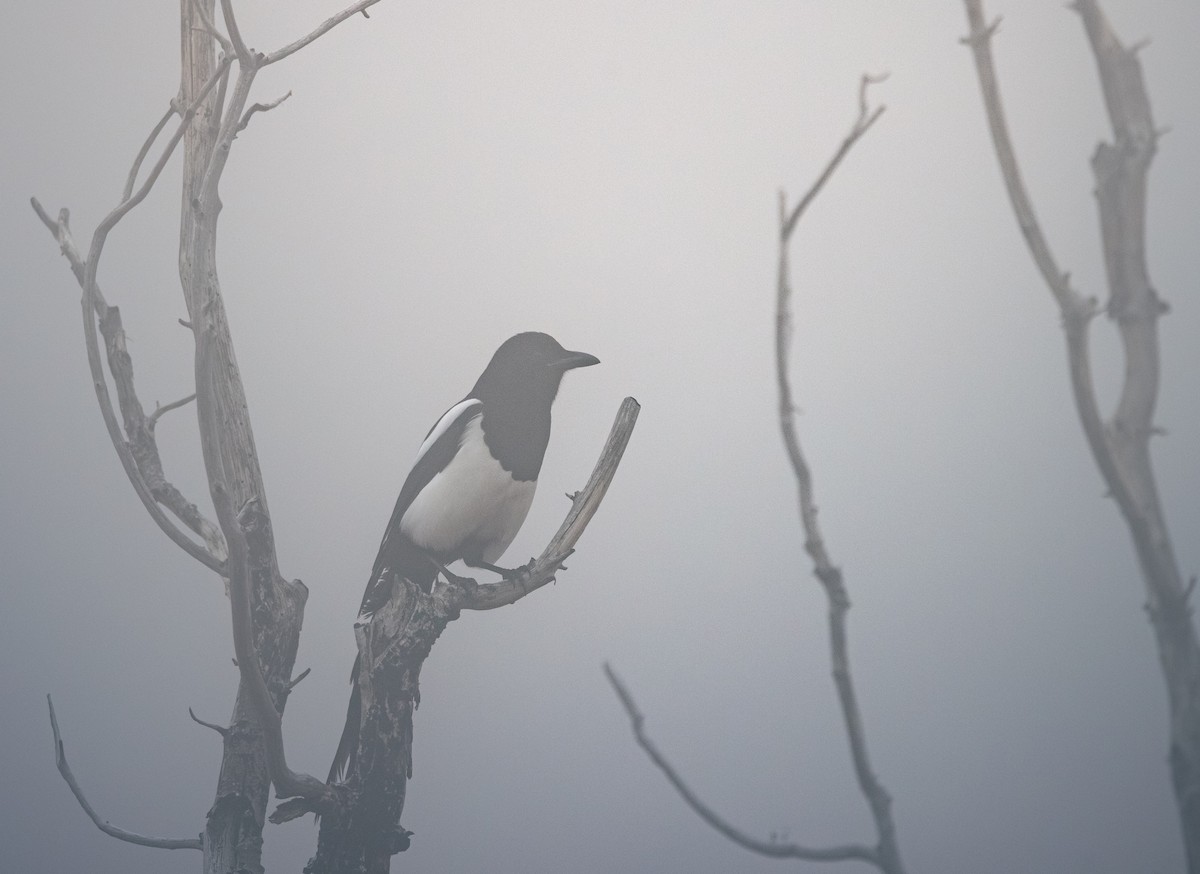 Black-billed Magpie - ML645757207
