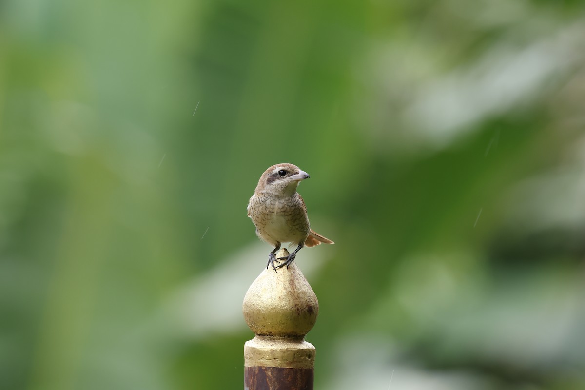 紅尾伯勞 - ML645757209