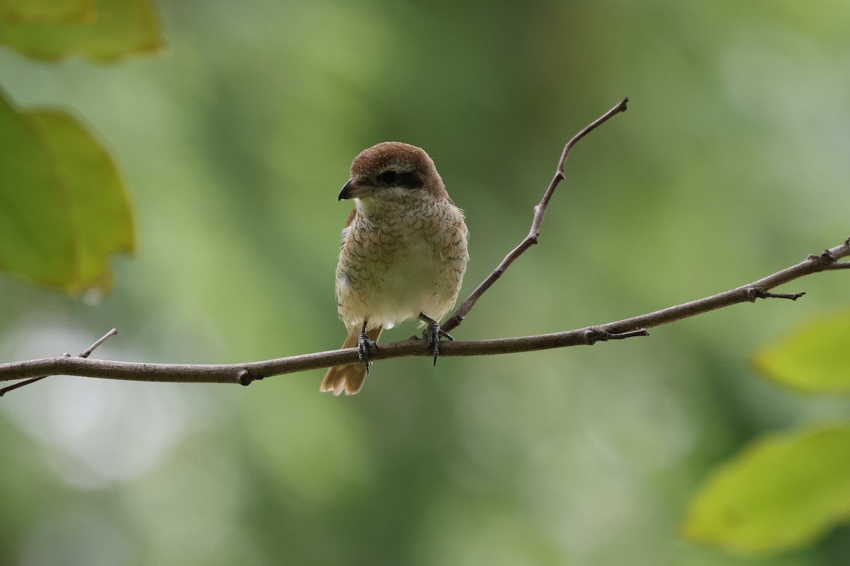 紅尾伯勞 - ML645757210