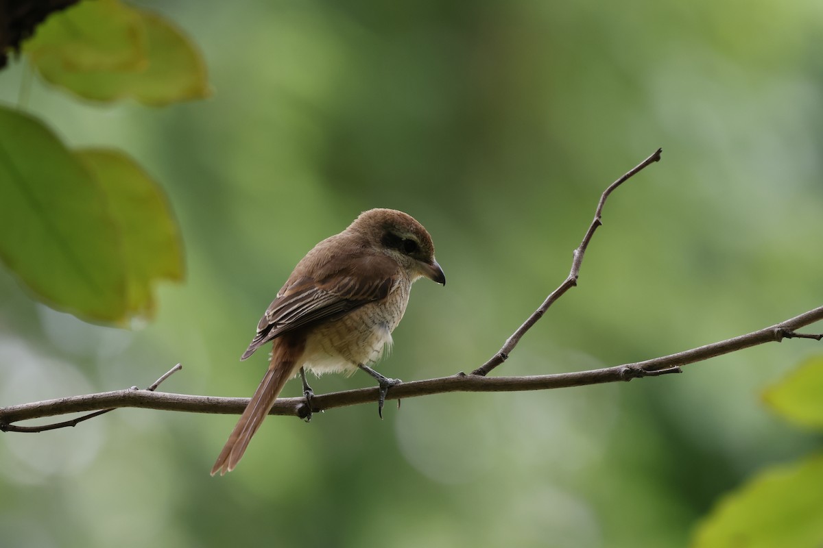 紅尾伯勞 - ML645757211