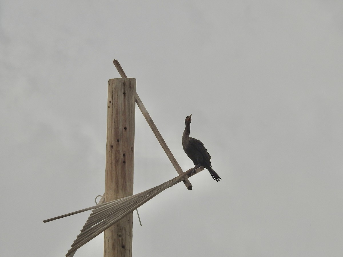 Double-crested Cormorant - ML645757212