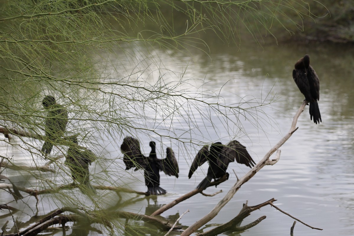 Double-crested Cormorant - ML645757213
