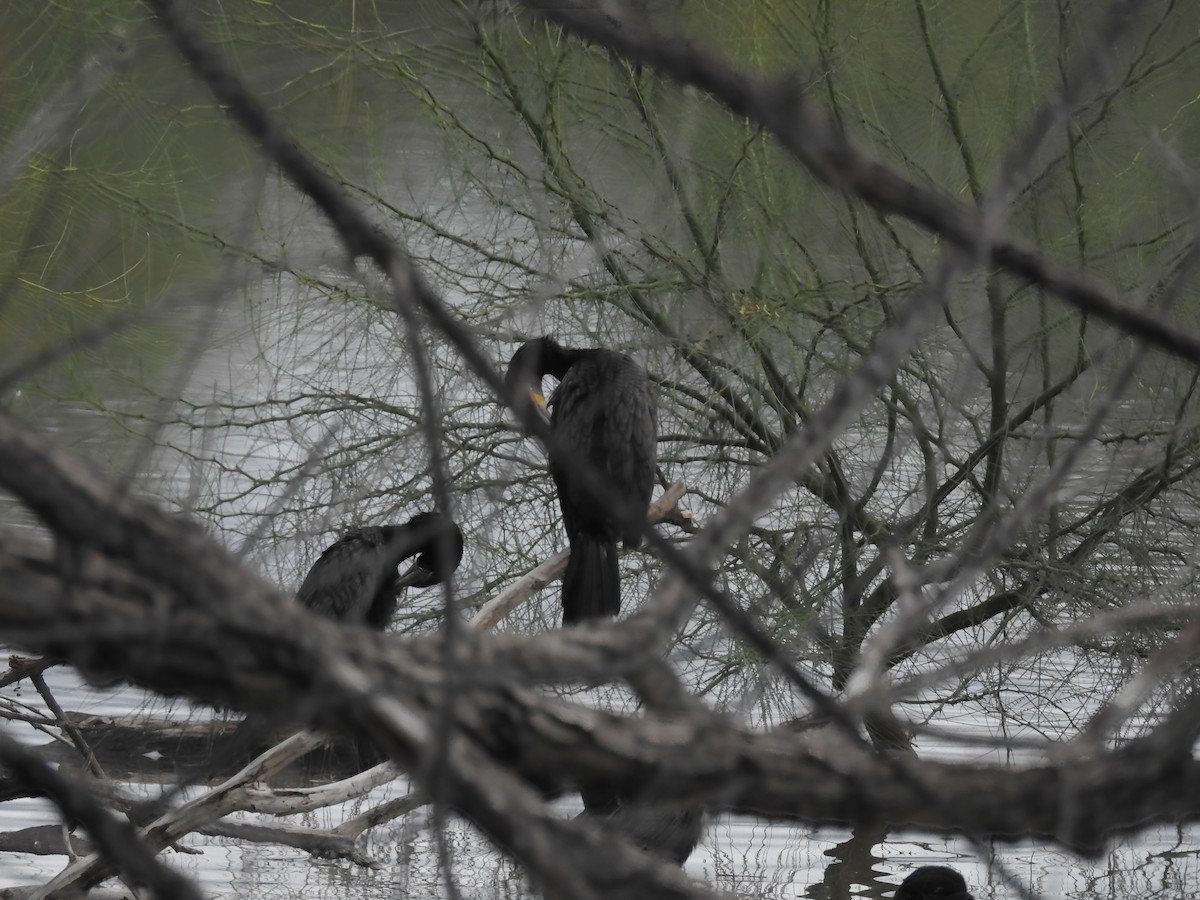 Double-crested Cormorant - ML645757214