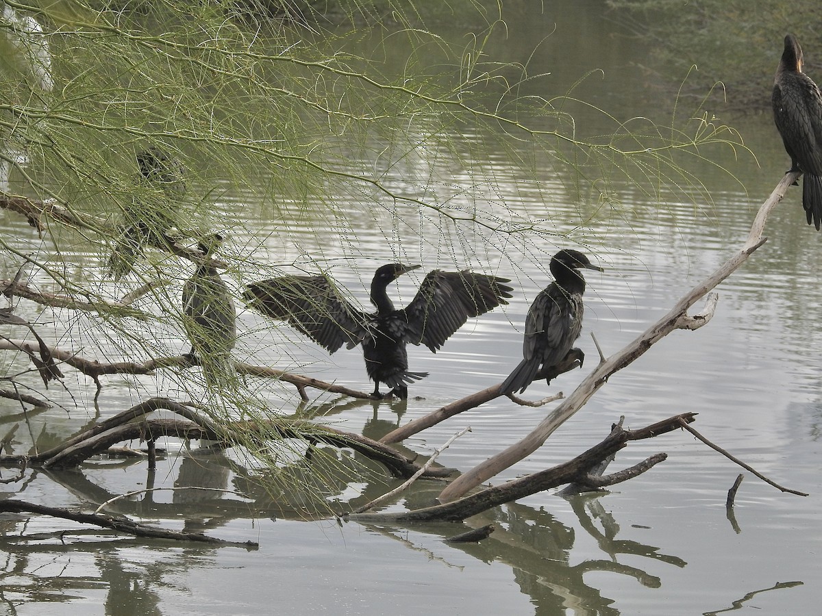 Double-crested Cormorant - ML645757215