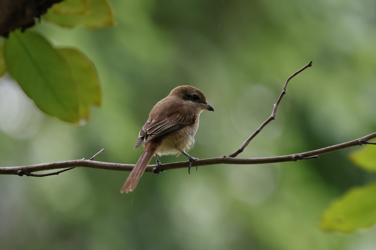 紅尾伯勞 - ML645757217