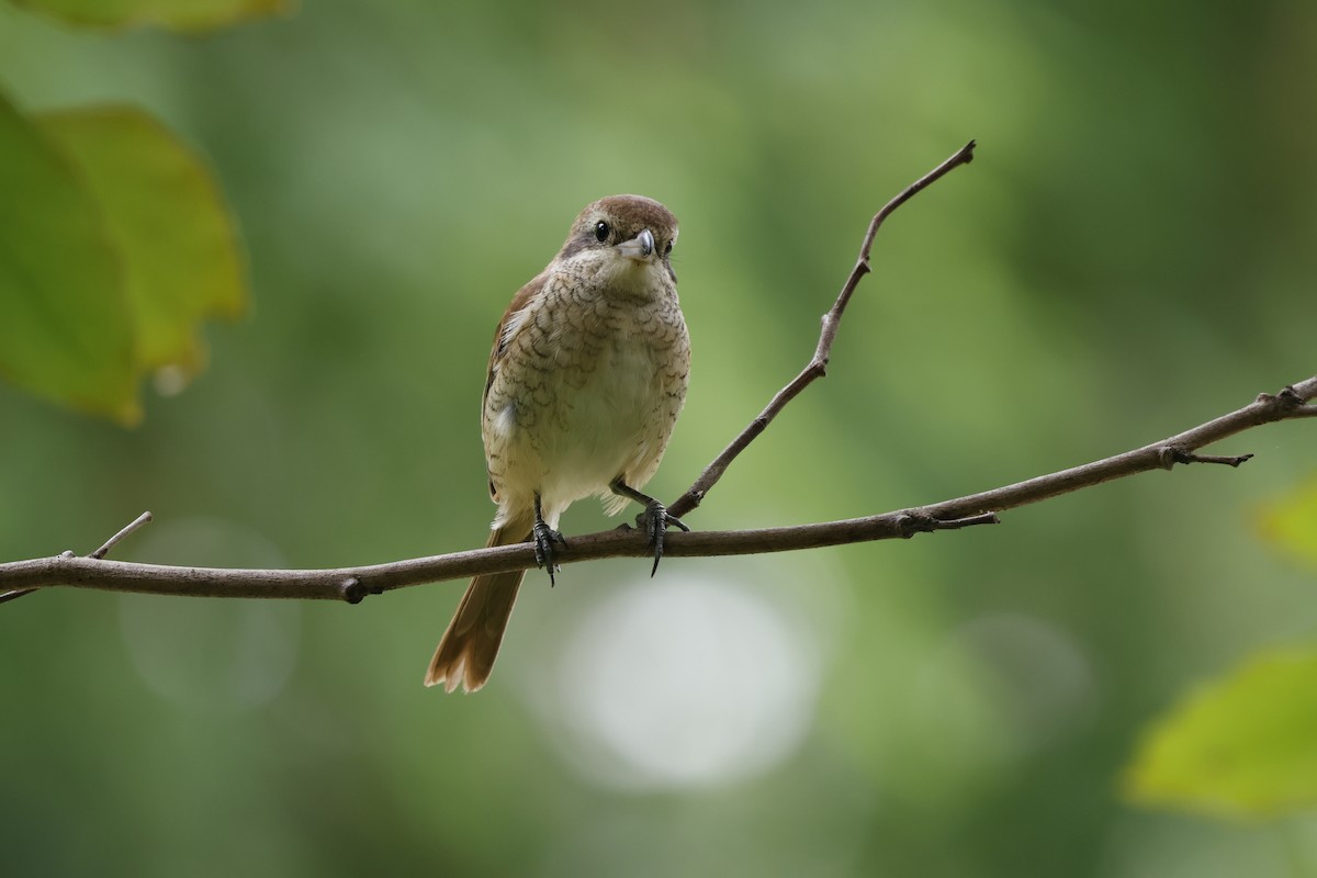 紅尾伯勞 - ML645757218