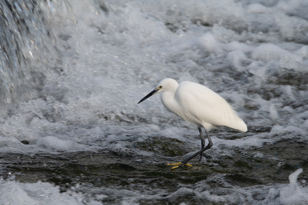 小白鷺 - ML645757219