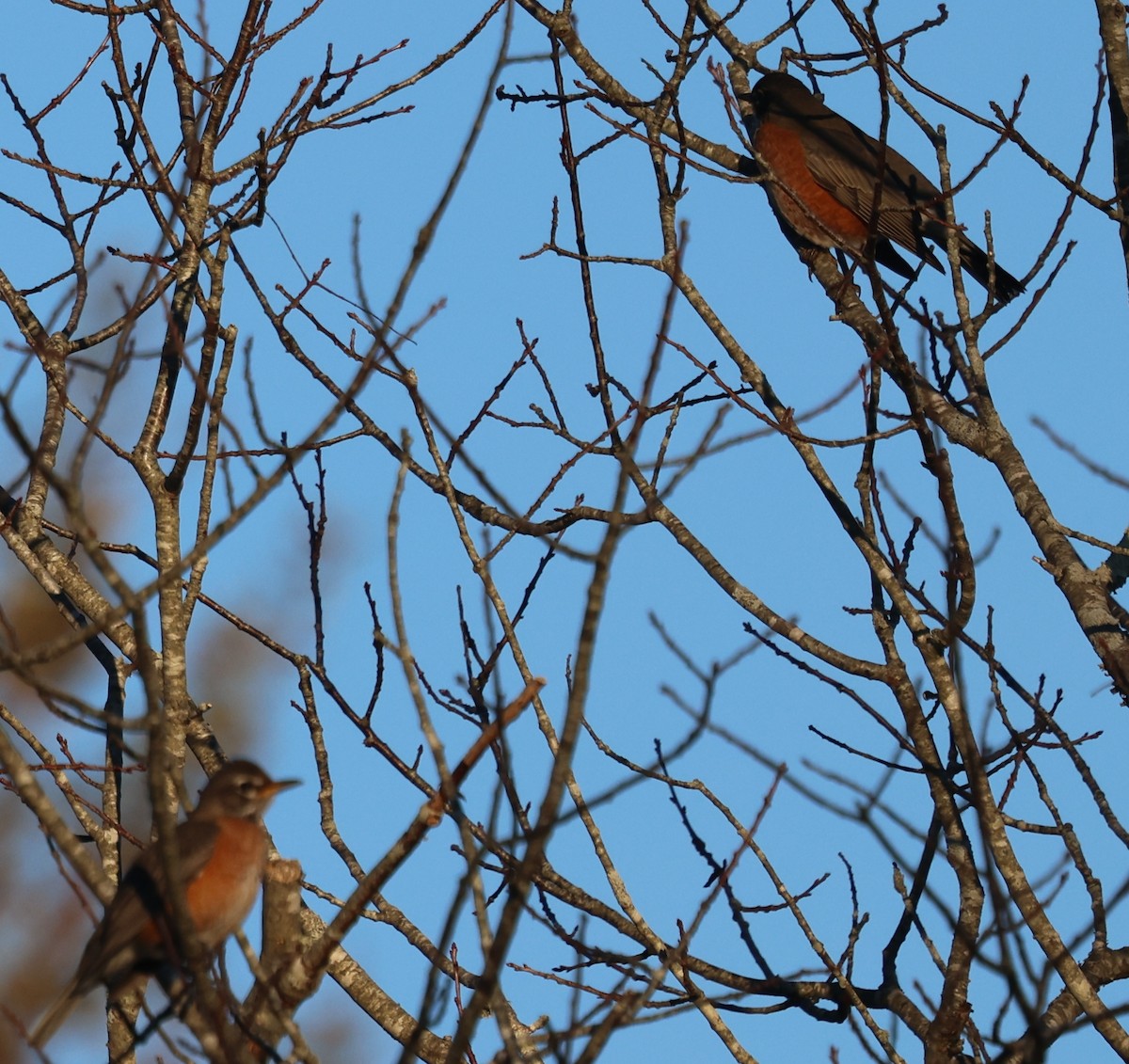 Дрізд мандрівний - ML645757220