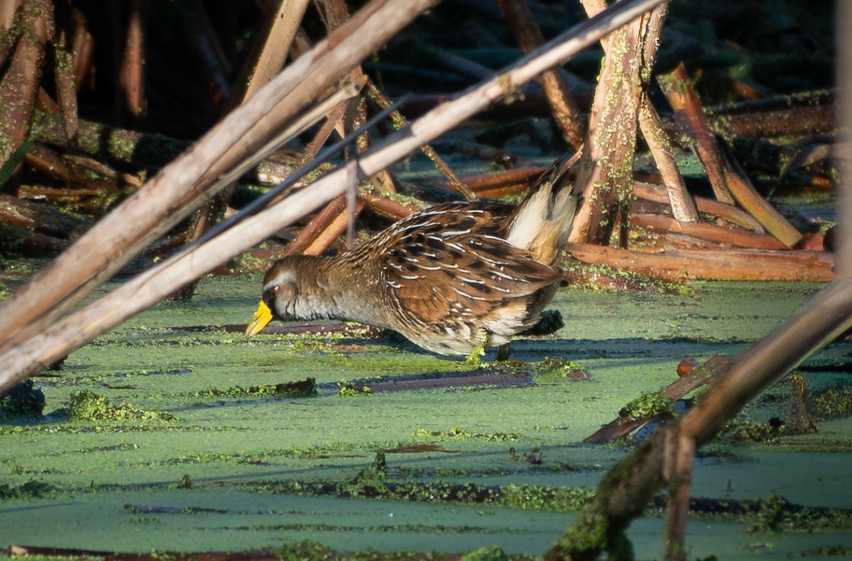 Погонич каролінський - ML645757221