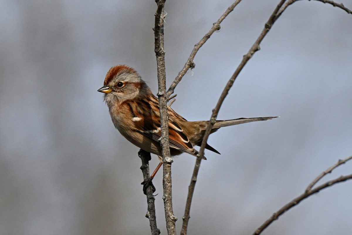 American Tree Sparrow - ML645757224