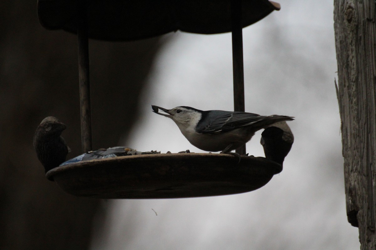 White-breasted Nuthatch - ML645757225