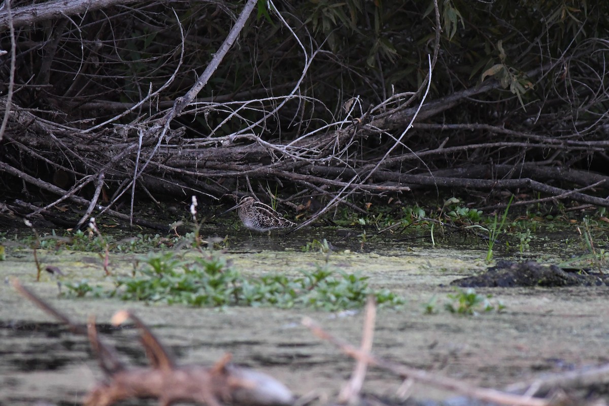 Wilson's Snipe - ML645757226
