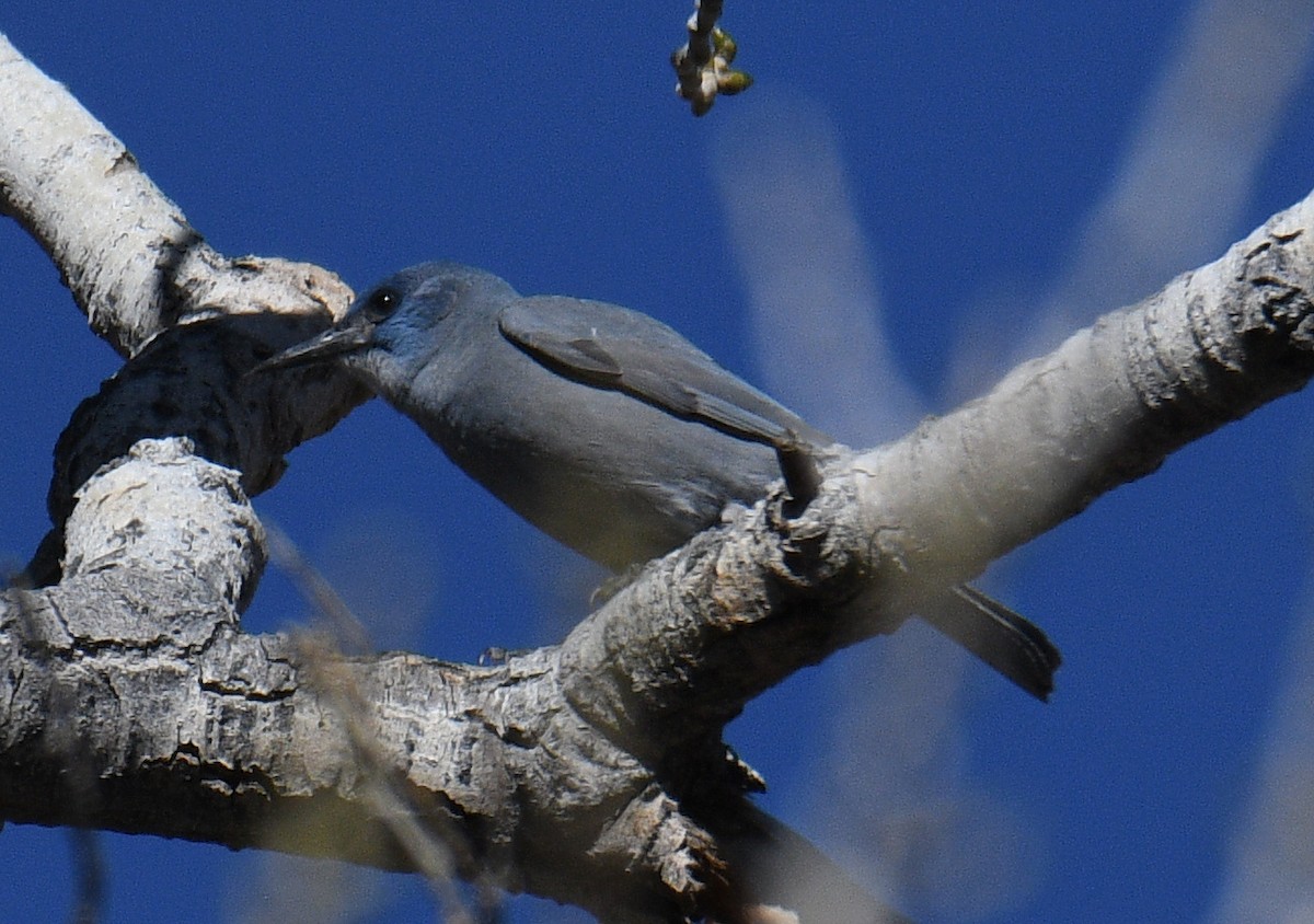 Pinyon Jay - ML645757228
