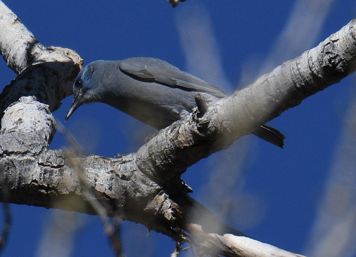 Pinyon Jay - ML645757229