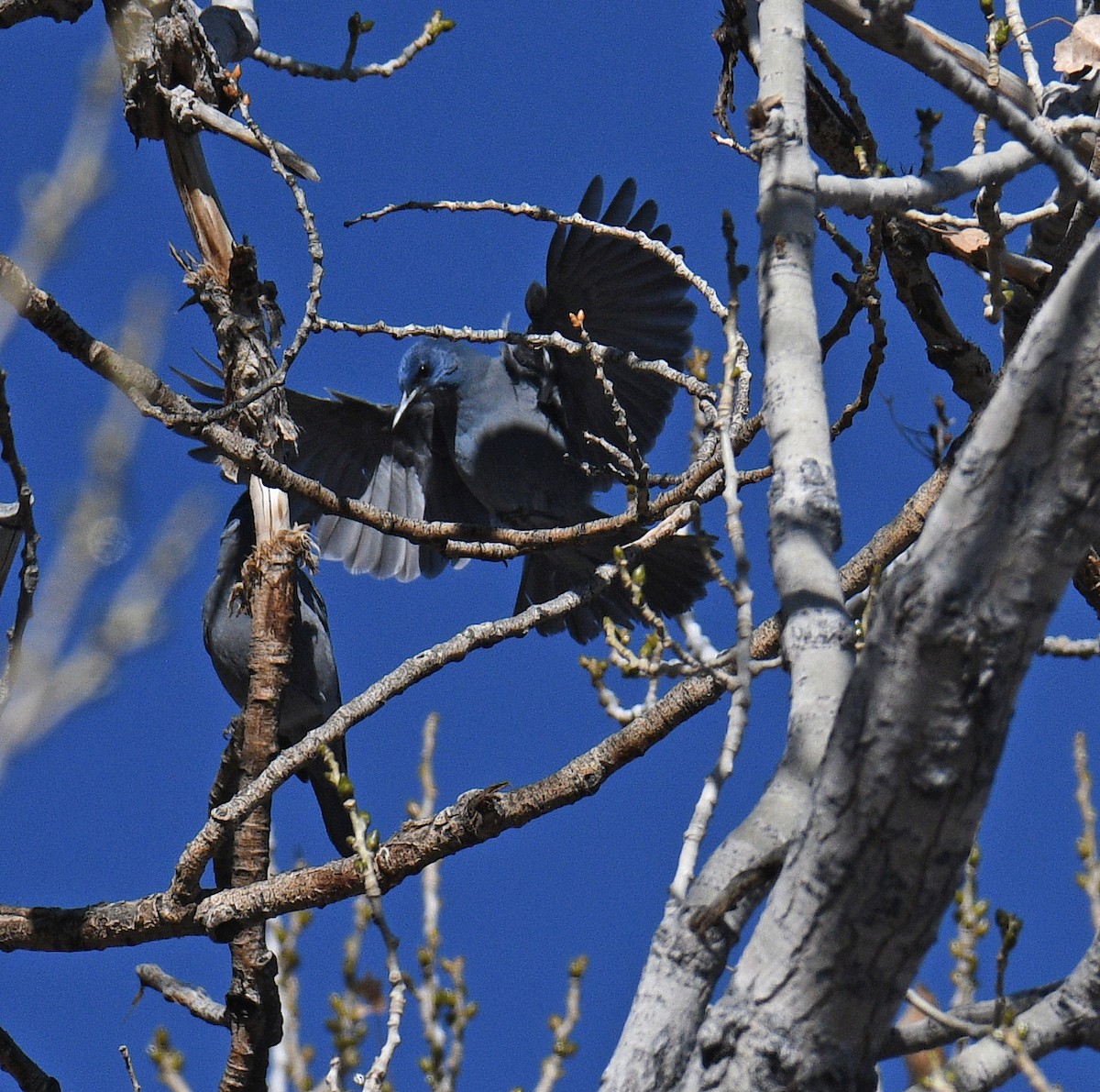 Pinyon Jay - ML645757230