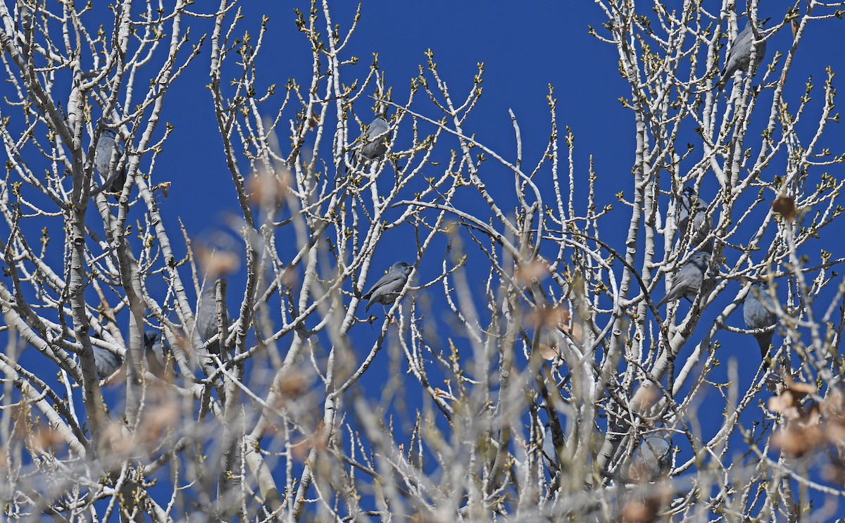 Pinyon Jay - ML645757231