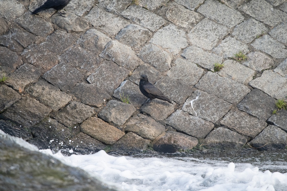 巨嘴鴉 - ML645757232