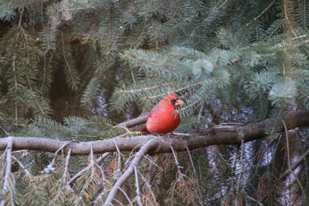 Northern Cardinal - ML645757234