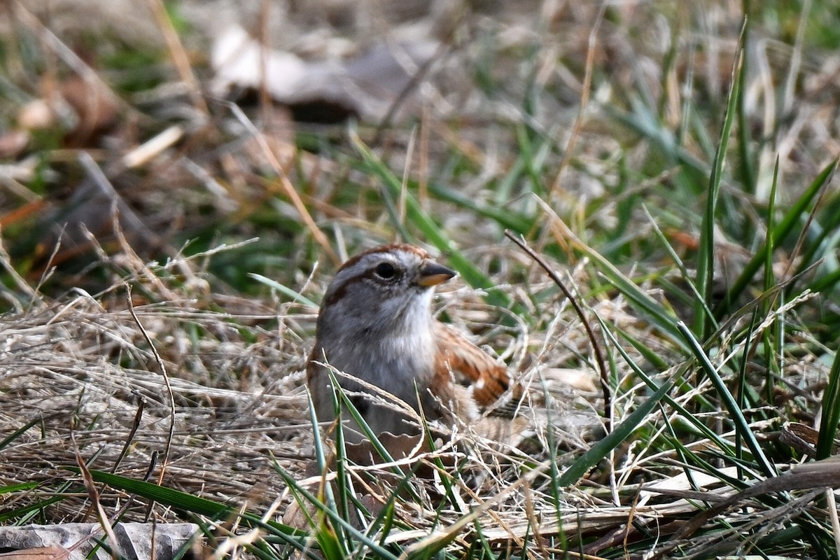 American Tree Sparrow - ML645757235