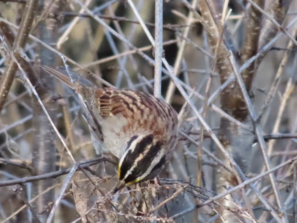 White-throated Sparrow - ML645757236