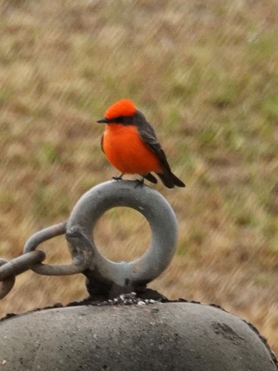 Vermilion Flycatcher - ML645757237