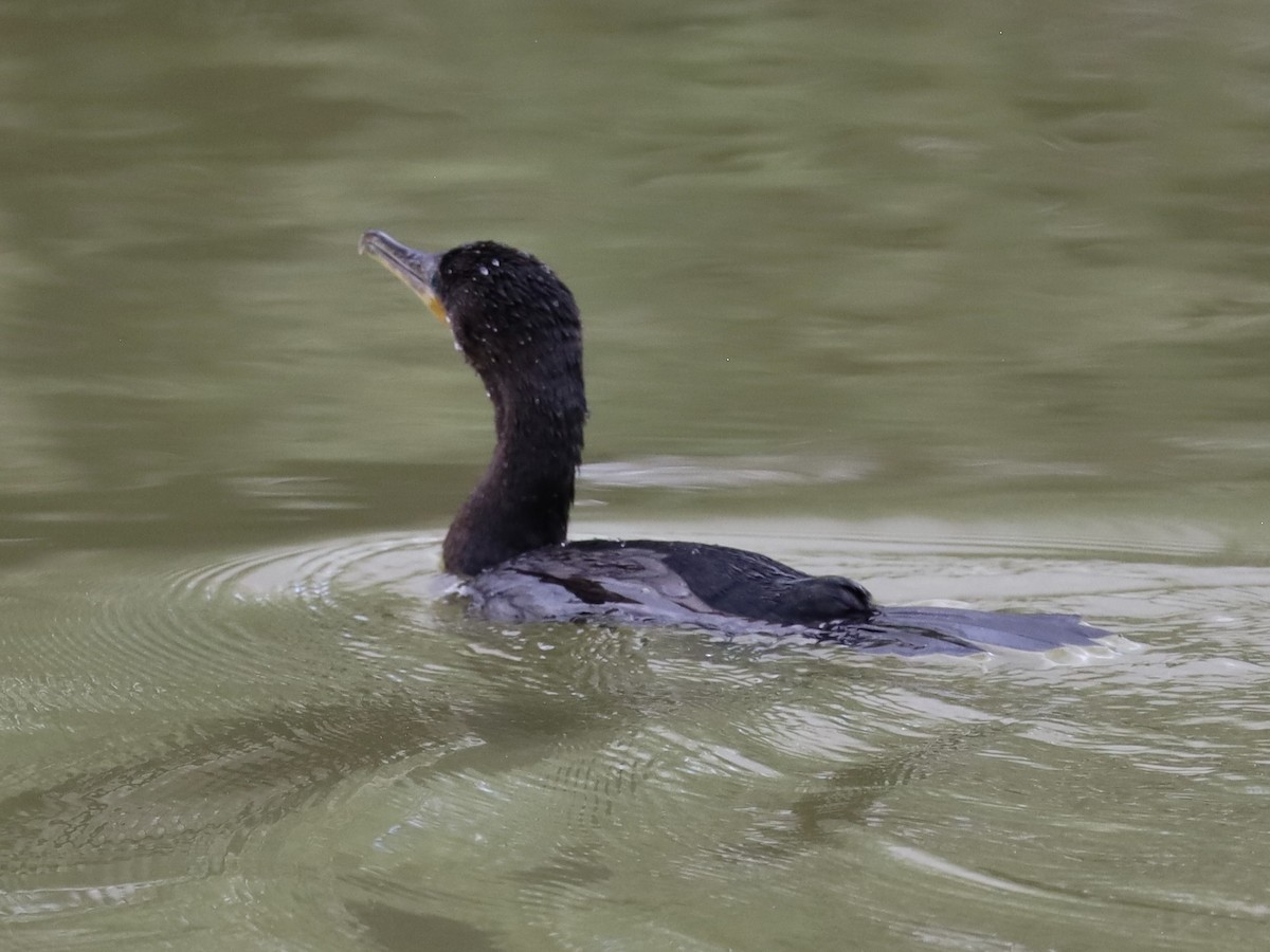 Neotropic Cormorant - ML645757241