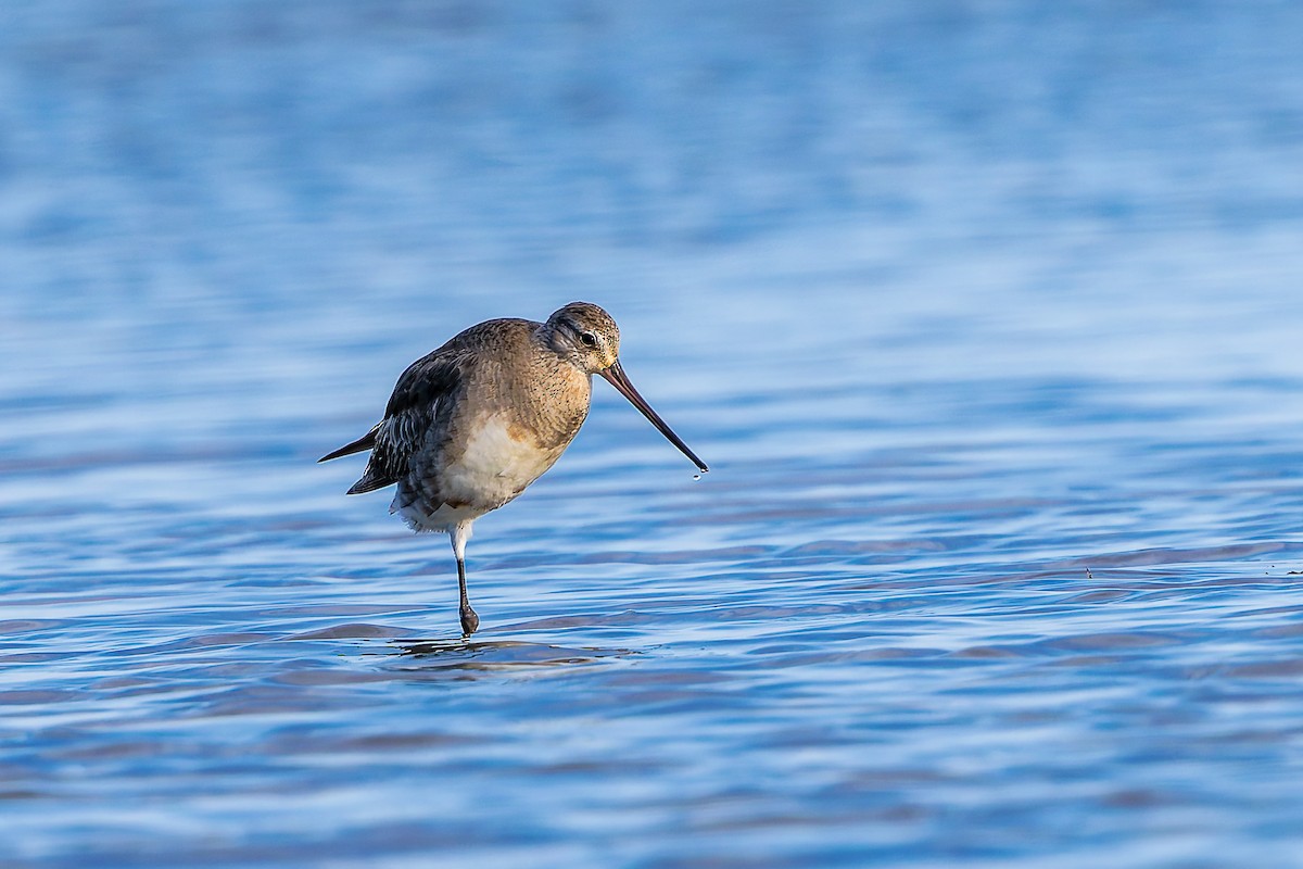 長嘴半蹼鷸 - ML645757245