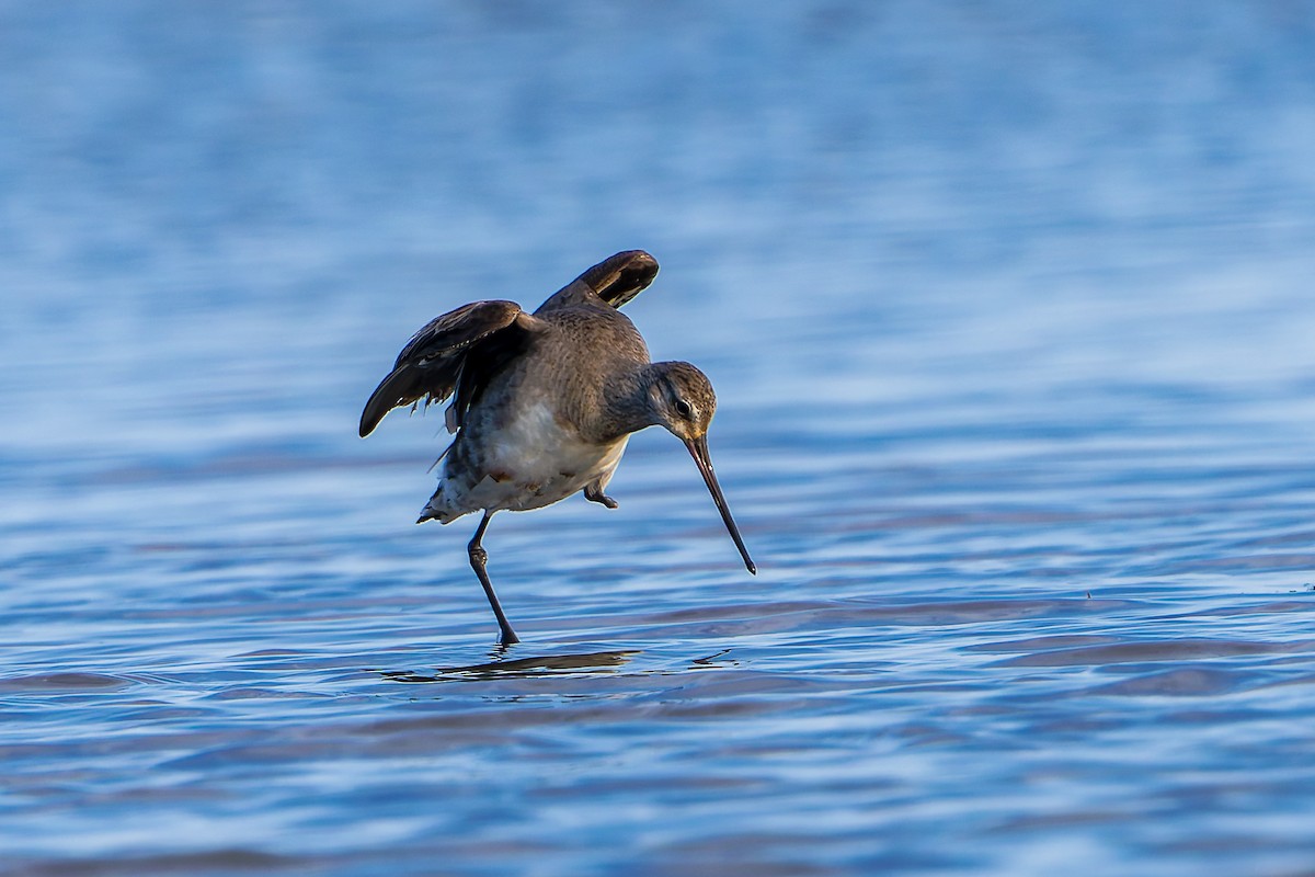 長嘴半蹼鷸 - ML645757246