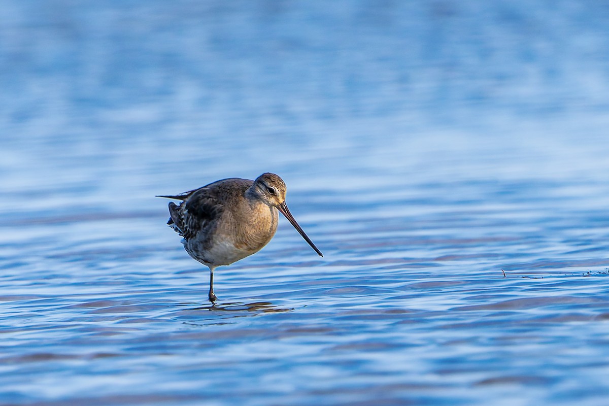 長嘴半蹼鷸 - ML645757247