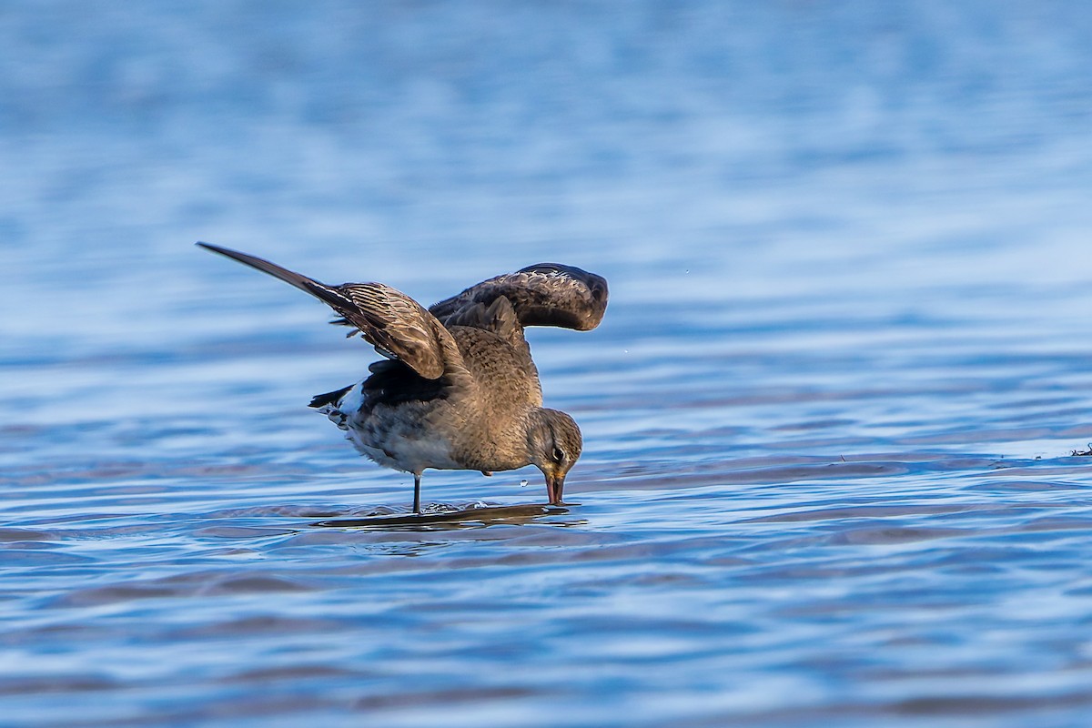 長嘴半蹼鷸 - ML645757248