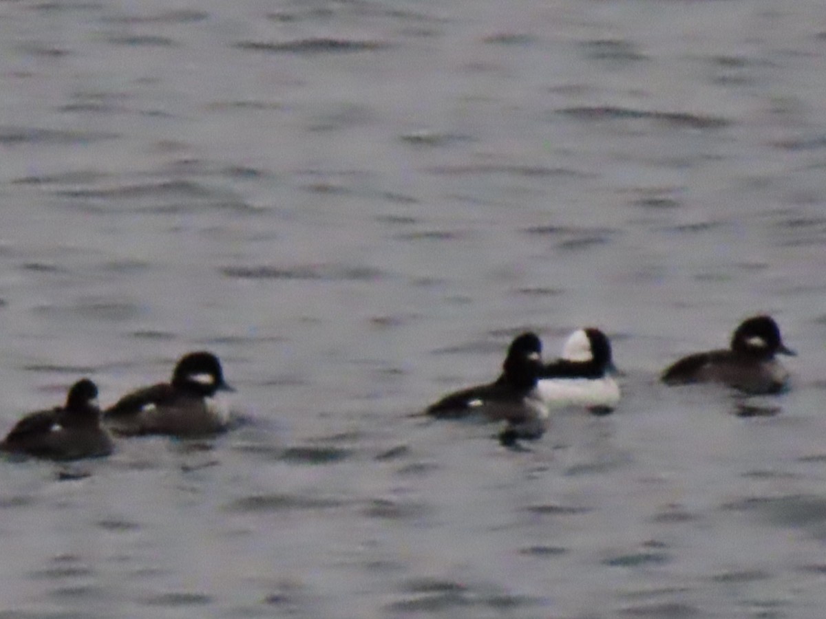 Bufflehead - ML645757250