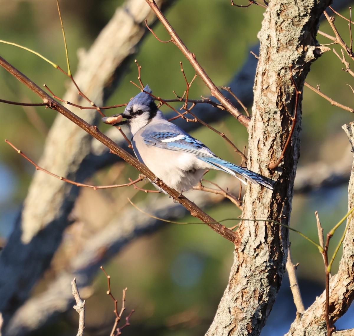 Blue Jay - ML645757260