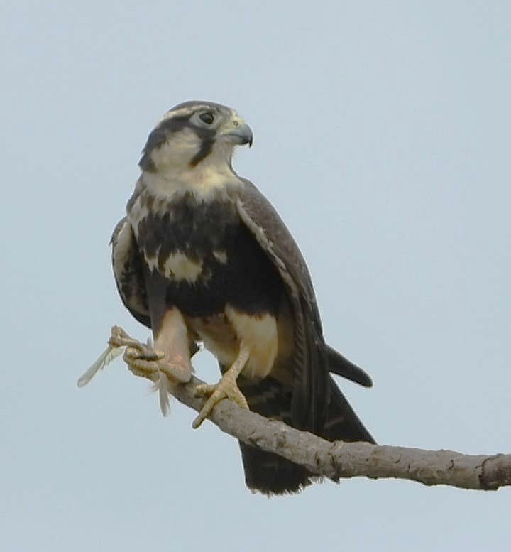 Aplomado Falcon - ML645757266