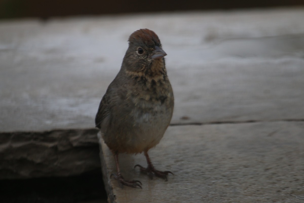 Canyon Towhee - ML645757277