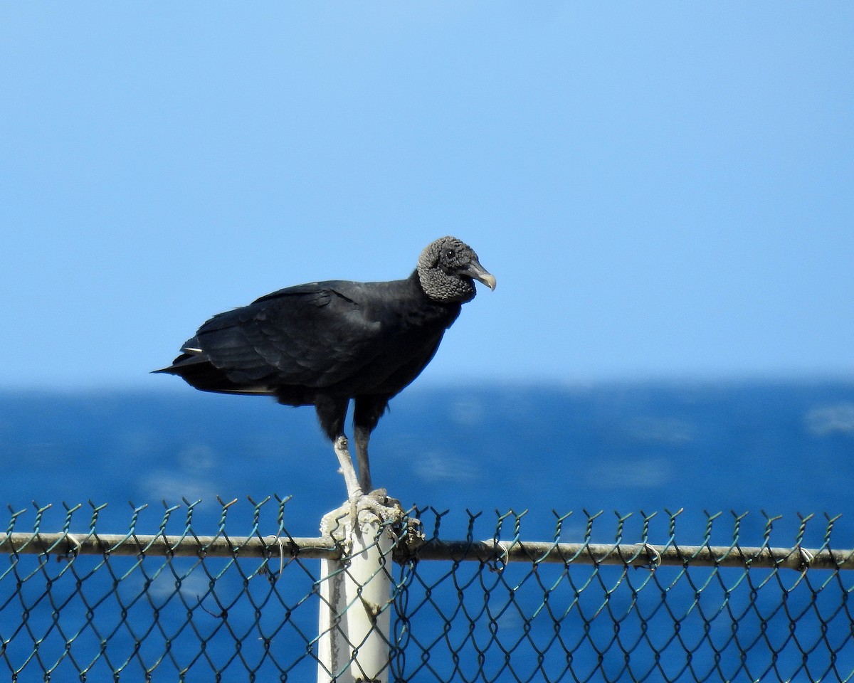 Катарта чорна - ML645757279