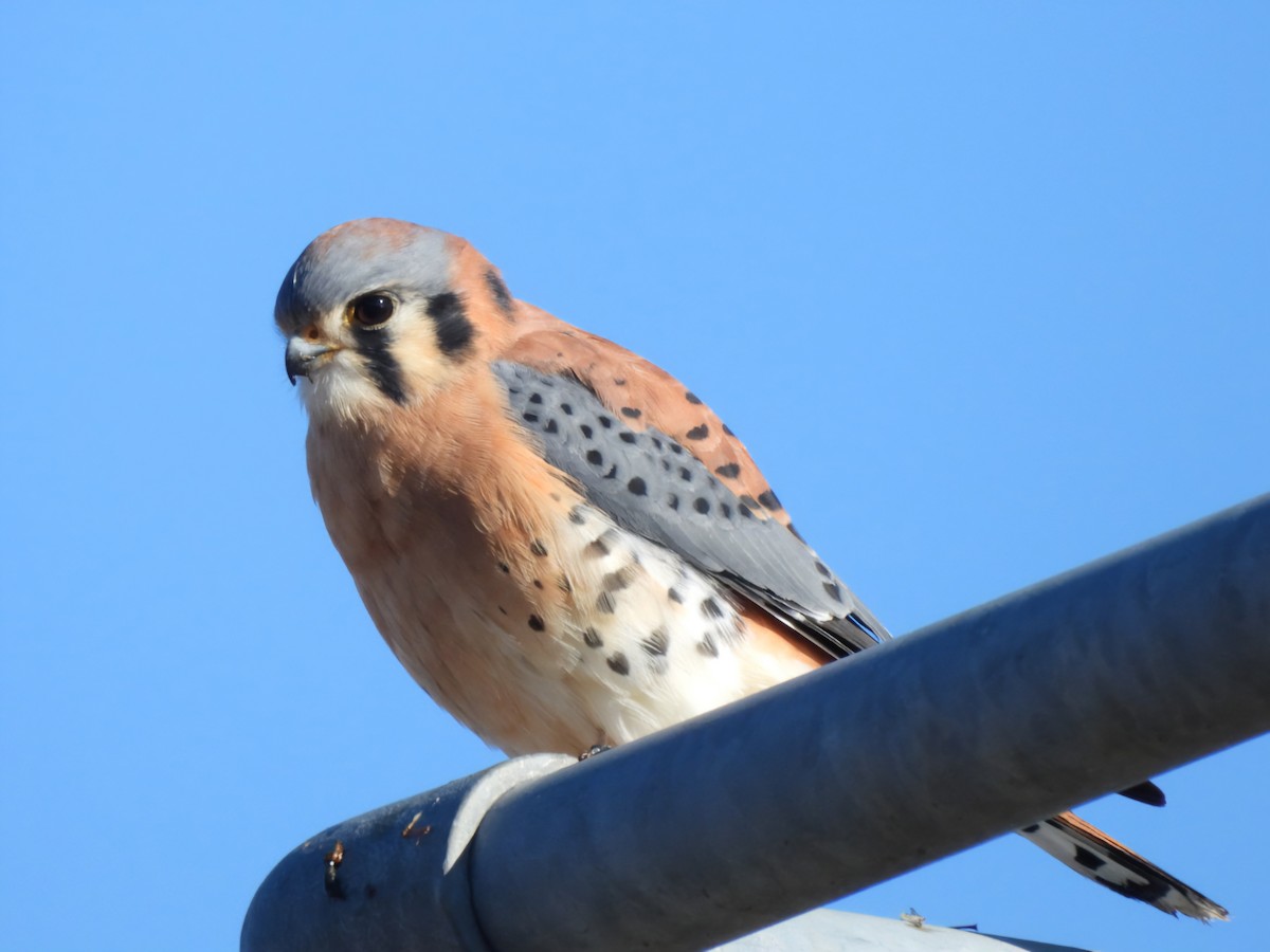American Kestrel - ML645757280
