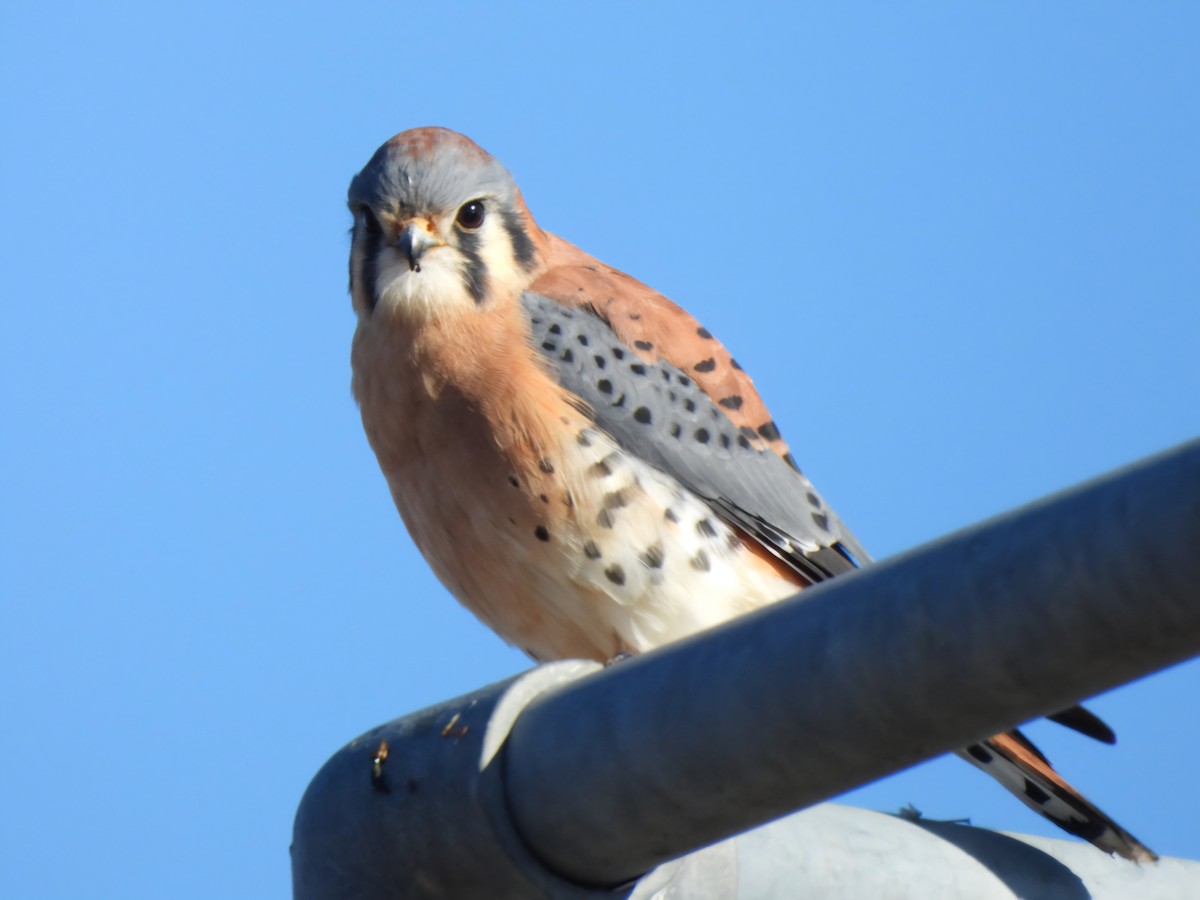 American Kestrel - ML645757281