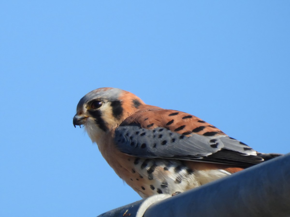 American Kestrel - ML645757283