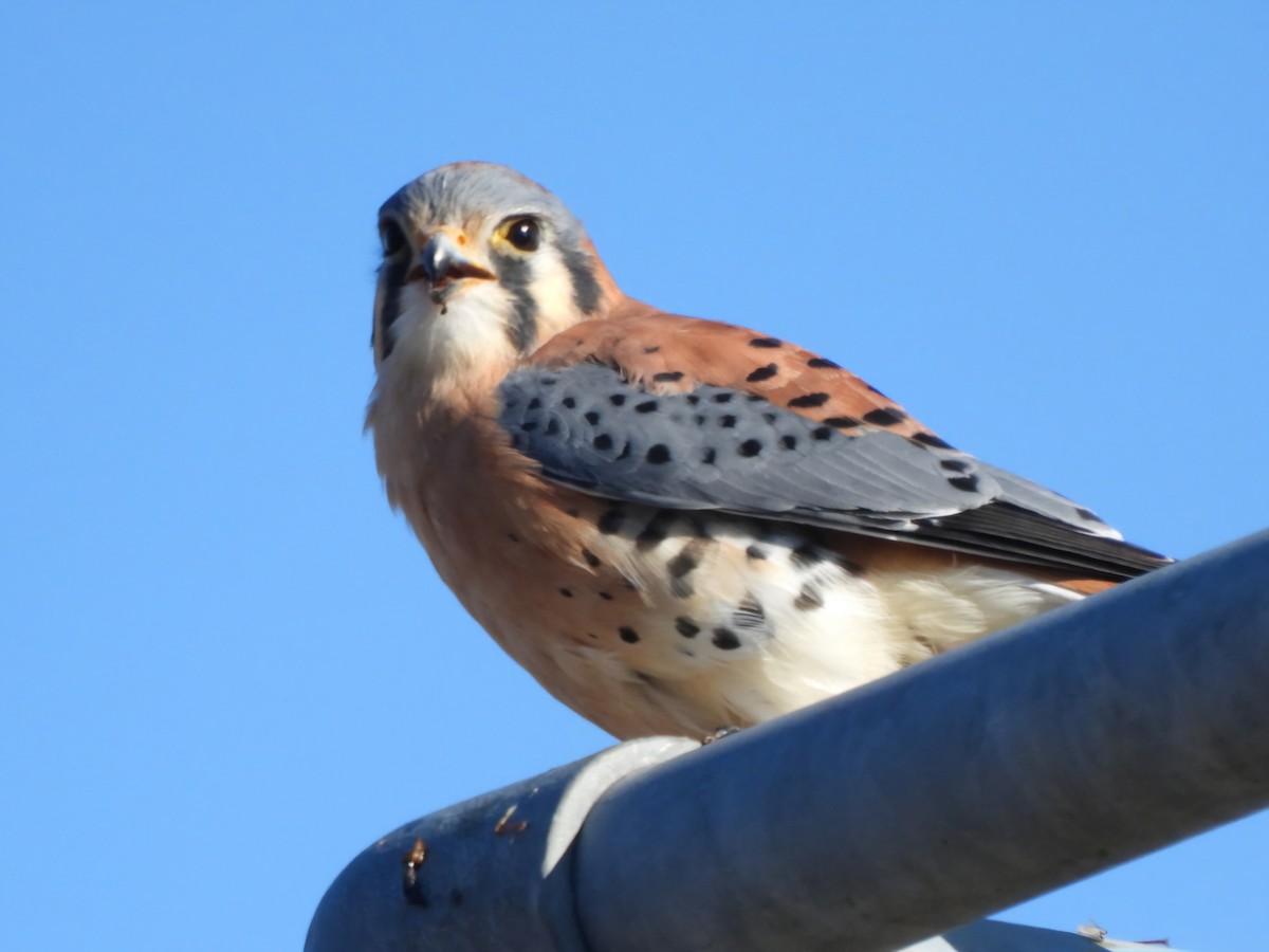 American Kestrel - ML645757284