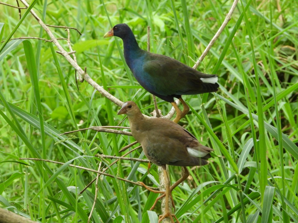 Малая султанка - ML645757293