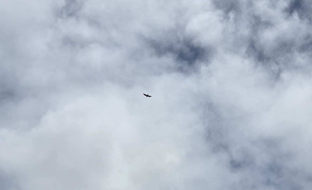 káně havajská - ML645757304