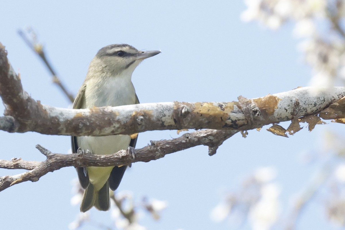 Black-whiskered Vireo - ML645757309